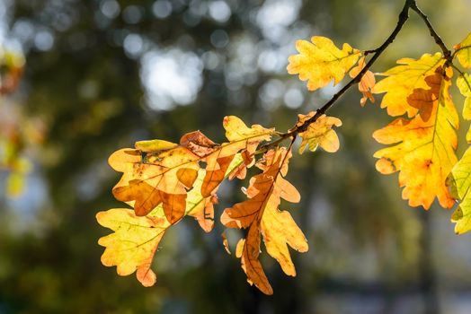 Autumn Oak tree leaves with back light