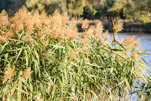 Phragmites australis leaves and flowers close to the lake in autumn are moved by the wind