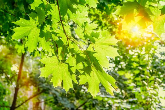 A warm sun illuminates the maple leaves  through the tree branches in autumn