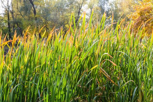 Closeup of bulrush leaves close to the lake in autumn