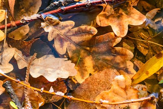 Dry oak tree leaves in a puddle during autumn