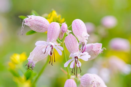 Bladder Campion flowers in the meadow under the warm spring sun