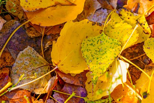 Yellow poplar leaves on the ground in autumn