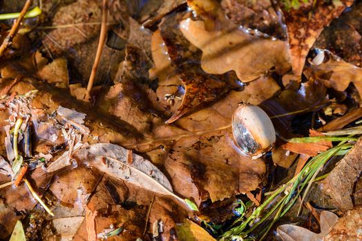 Dry acorn and oak tree leaves in a puddle during autumn