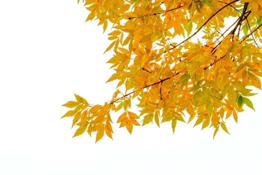 Ash tree branch with yellow leaves in autumn, isolated on white background