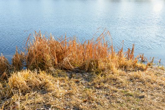 Dry bulrush on the iced lake during a nice sunny winter day