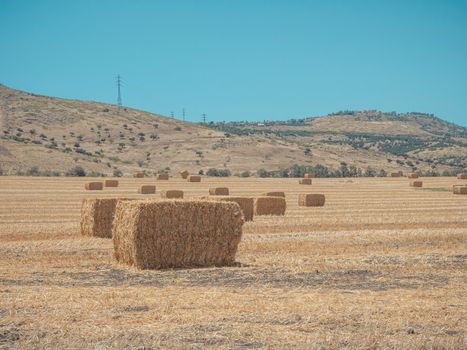Rectangular hay bales on the empty field after harvesting on summer sunny day. Near Kibbutz Degania, Israel.