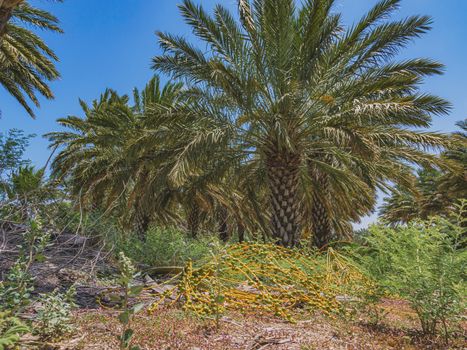 Cluster of dates on the ground in a plantation of date palms trees. During harvesting on summer sunny day near Kibbutz Degania, Israel. Close up low angle view.