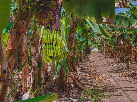 Bunch of growing raw green bananas on banana tree in plantations. In Kibbutz Degania, Israel. Close up.