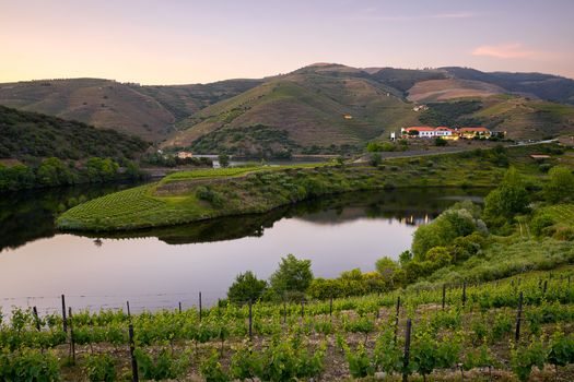 Douro wine valley region s shape bend river in Quinta do Tedo at sunset, in Portugal