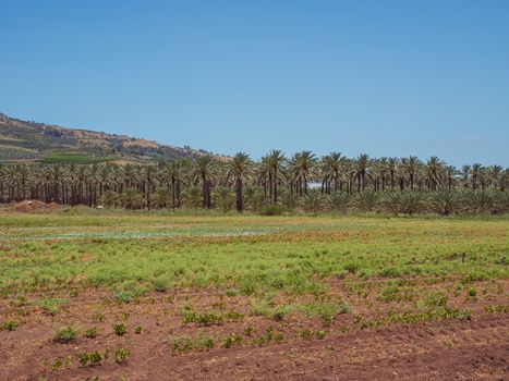 Date palms trees plantation. Tropical agriculture industry in Kibbutz Degania, Israel.