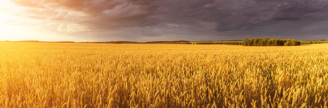 Scene of sunset or sunrise on the field with young rye or wheat in the summer with a cloudy sky background. Landscape.