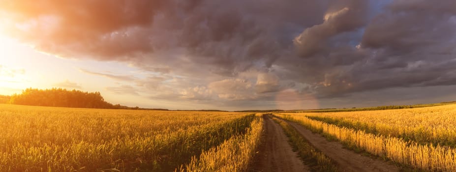 Road through the field with young golden rye or wheat in the summer sunny day with a cloudy sky background. Overcast weather. Landscape.