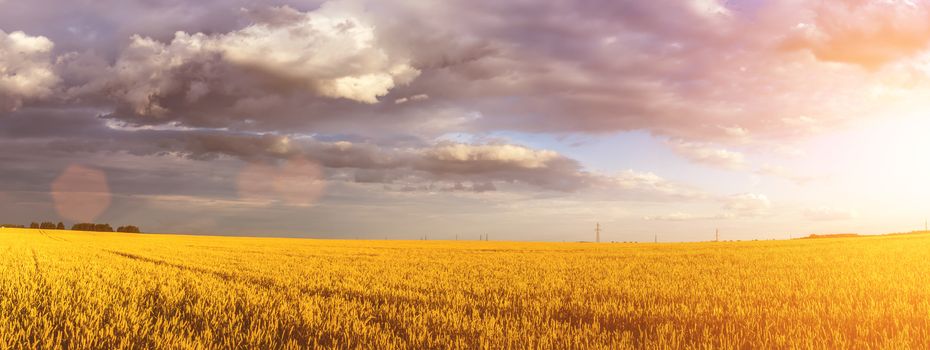 Scene of sunset or sunrise on the field with young rye or wheat in the summer with a cloudy sky background. Landscape.