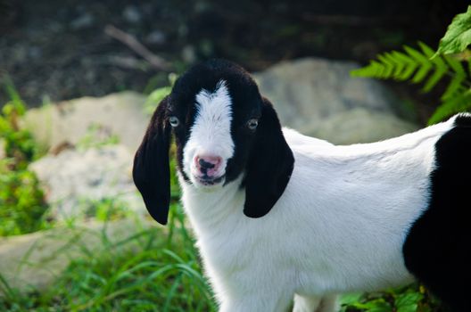 Funny very young kid (goat) on blurred green grass background