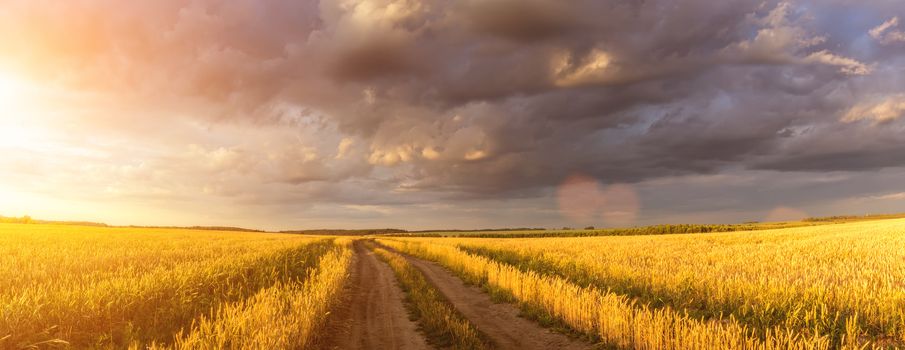 Road through the field with young golden rye or wheat in the summer sunny day with a cloudy sky background. Overcast weather. Landscape.