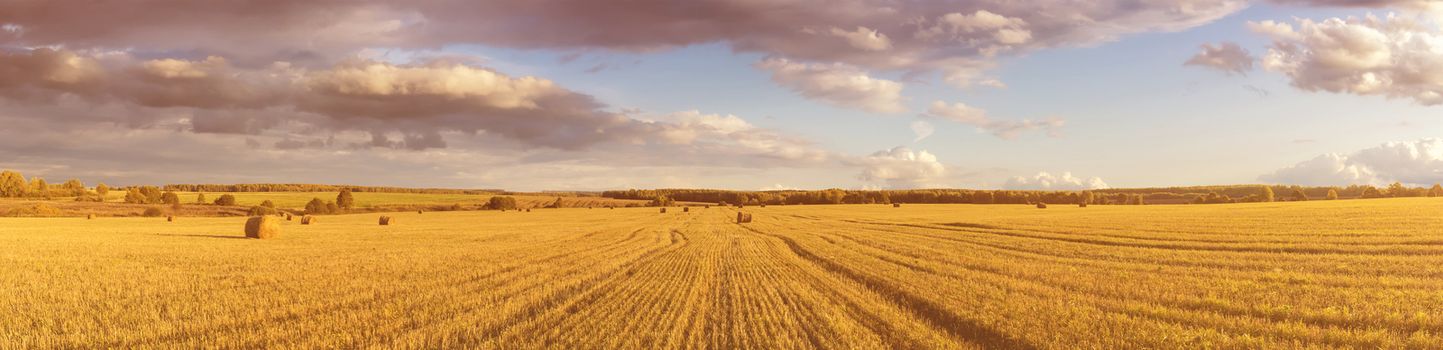 Scene with haystacks on the field in autumn sunny day. Rural landscape with cloudy sky background. Golden harvest of wheat in evening. Panorama.