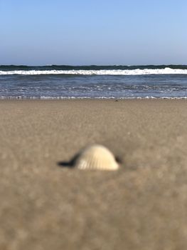 Beautiful view of seashell found in the beach sand during summer season