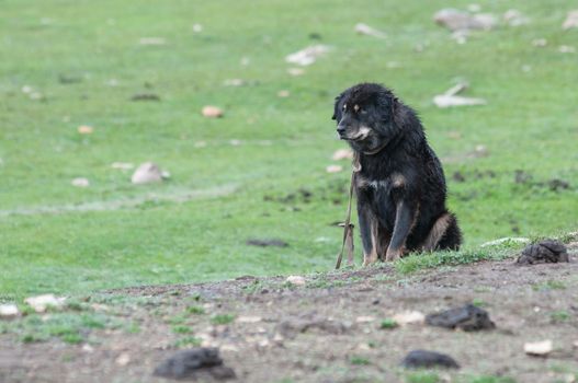 Famous Tibetan mastiff is guarding the entry to the nomad's camp. Upper Mustang, Nepal.