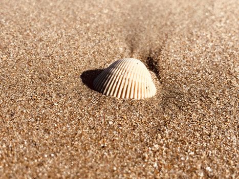 Beautiful view of seashell found in the beach sand during summer season