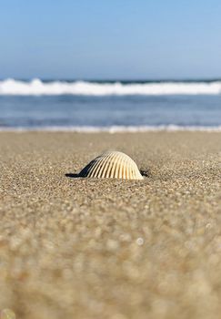 Beautiful view of seashell found in the beach sand during summer season