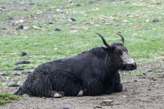 Close up view of a yak on a green high-mountain pasture. Upper Mustang, Nepal.