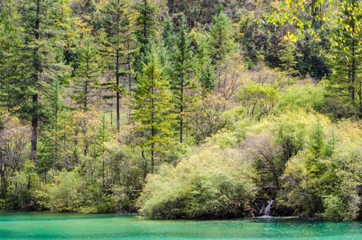 Colorful autumn forest and tiny waterfall at the edge of a lake at Jiuzhaigou Valley National Park, Unesco World Heritage Site, China