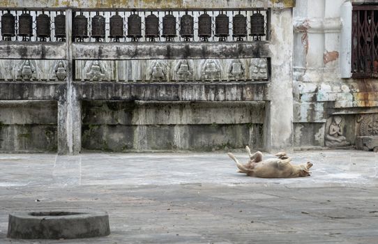 A dog shows joy and happiness at the territory of ancient temple with prayer wheels. Kathmandu. Nepal.