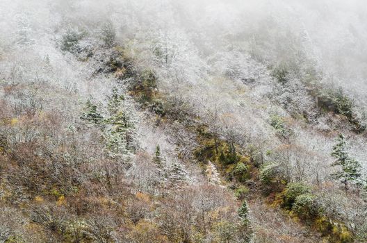 High mountain slope with snowy spruce forest, covered by hoar frost and the mist. Huanglong, Unesco Heritage Site in Sichuan province of China.