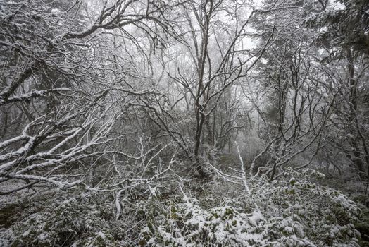 The picture of a winter forest in Huanglong National Park (China)