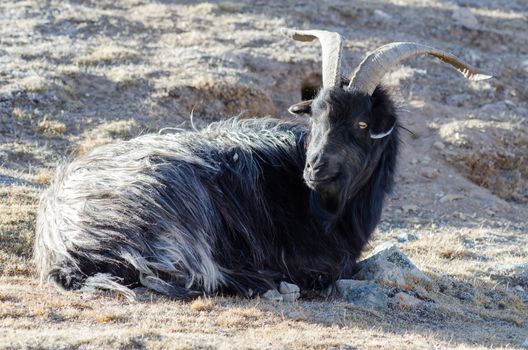 Old grey-haired Tibetan goat is sitting on a mountain slope