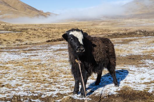 Close up view of a young yak on a highland Tibetan pasture, Tibet