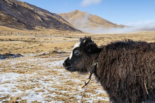 Close up view of a young yak on a highland Tibetan pasture, Tibet