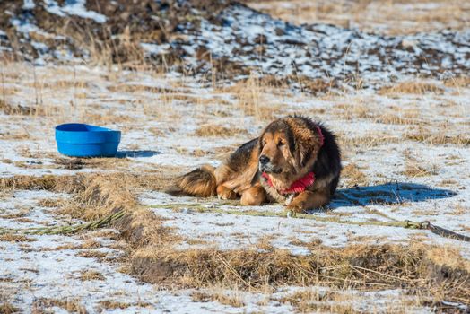 Famous Tibetan mastiff is guarding the entry to the nomad's camp on snowy grassland. Tibet.