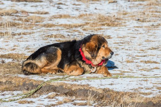 Famous Tibetan mastiff is guarding the entry to the nomad's camp on snowy grassland. Tibet.