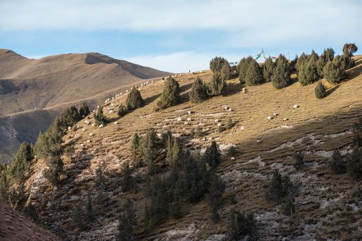 A flock of white sheeps is grazing on a Tibetan sunny mountain slope