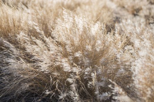 Close view of dead dry plants waving under the wind during Namibian winter season