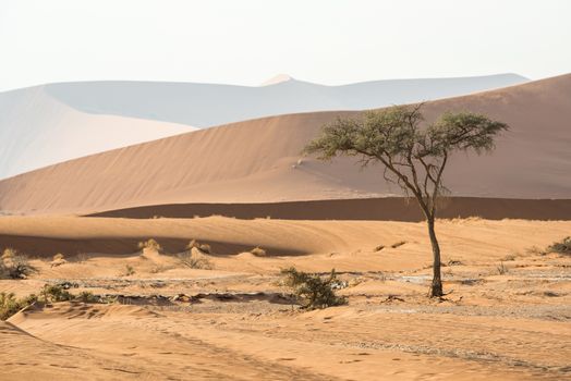 Close view of a lonely green tree with huge sand dunes of Namib Desert at the background