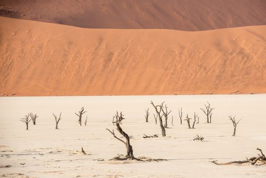 Dead dry trees of DeadVlei valley, surrounded by multicolored huge dunes of Namib Desert