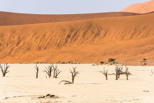 Dead dry trees of DeadVlei valley, surrounded by multicolored huge dunes of Namib Desert