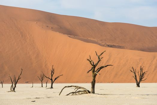 Dead dry trees of DeadVlei valley, surrounded by multicolored huge dunes of Namib Desert