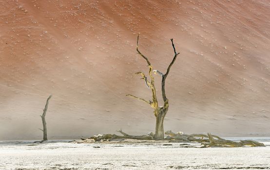 Dead dry trees of DeadVlei valley, surrounded by multicolored huge dunes of Namib Desert