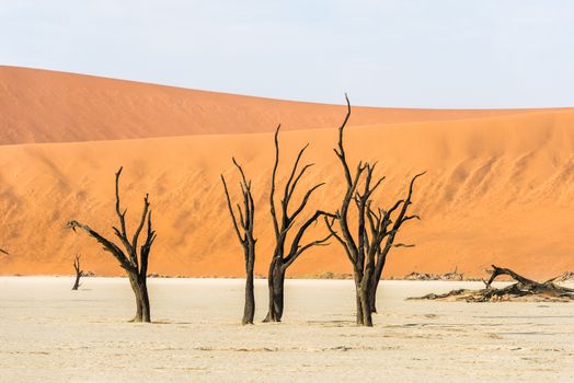 Dead dry trees of DeadVlei valley, surrounded by multicolored huge dunes of Namib Desert