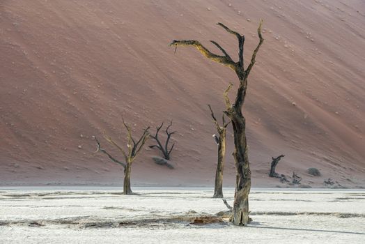 Dead dry trees of DeadVlei valley, surrounded by multicolored huge dunes of Namib Desert