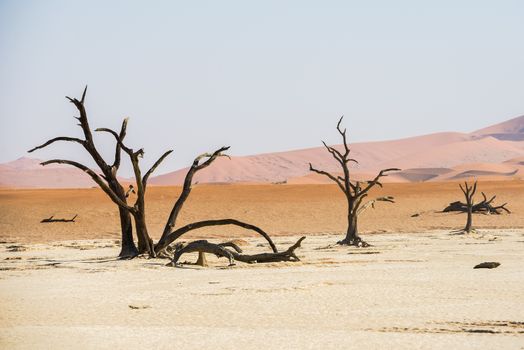 Dead dry trees of DeadVlei valley, surrounded by multicolored huge dunes of Namib Desert