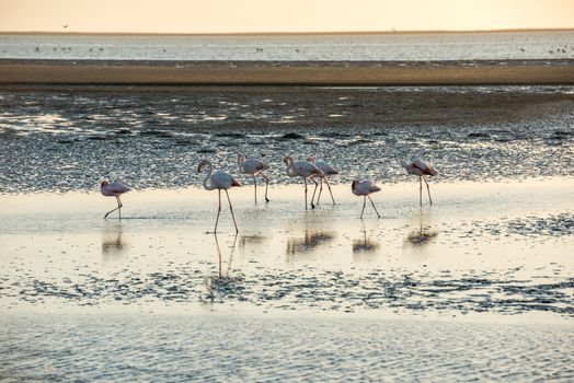 A group of pink and white flamingoes is moving along Atlantic Ocean shallows at Walvis Bay of Namibian Coast