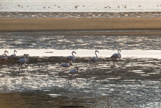 A group of pink and white flamingoes is moving along Atlantic Ocean shallows at Walvis Bay of Namibian Coast