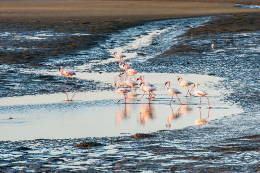 A group of pink and white flamingoes is moving along Atlantic Ocean shallows at Walvis Bay of Namibian Coast