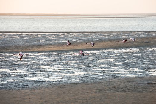 Some pink and white flamingoes are captured during the flight along Atlantic Ocean shallows at Walvis Bay of Namibian Coast