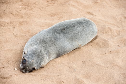 Close up view of a small fur seal on a sand beach at Cape Cross Seal Reserve, Skeleton Coast, western Namibia
